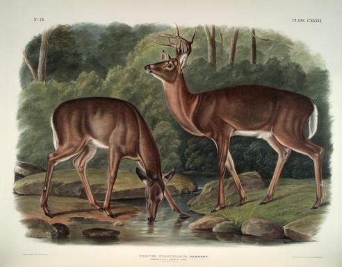 "Virginian Deer" From: The Viviparous Quadrupeds of North America (1845–48)