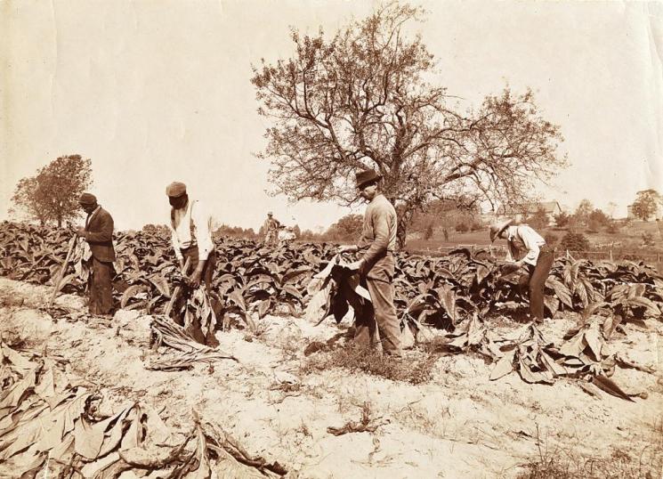 Cutting Tobacco, Southside Virginia, c. 1900 (VHS accession number: 2000.186.93). Photographic Print, Cutting Tobacco. Sepia-toned photograph shows two African-American men and two white men cutting tobacco in a field with a man and two small children watching in the background. Farm buildings and fences are in the background to the right. 19.05 cm x 24.13 cm. Cutting Tobacco, Southside Virginia, c. 1900