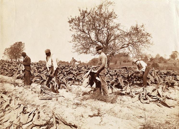 Cutting Tobacco, Southside Virginia, c. 1900