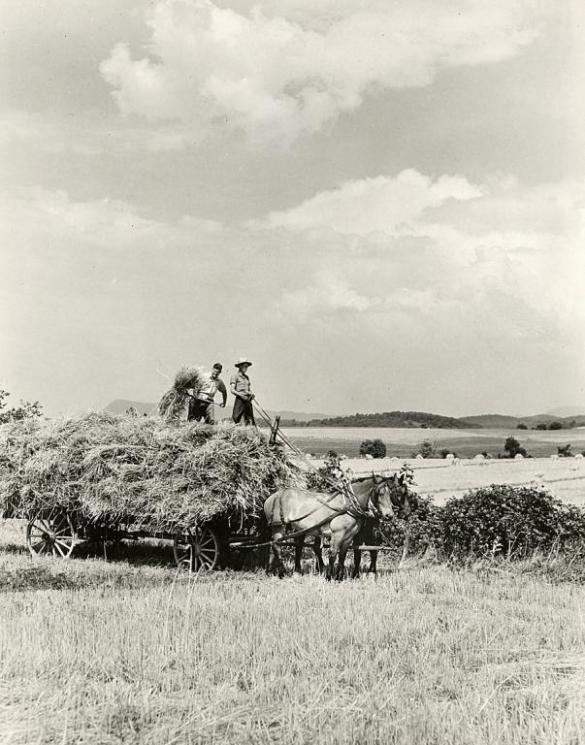 Hay wagon, Shenandoah Valley, 1932 (VHS accession number: 1994.125.603p). Black and white photograph, hay wagon, Shenandoah Valley, 1932. Hay wagon, Shenandoah Valley, 1932