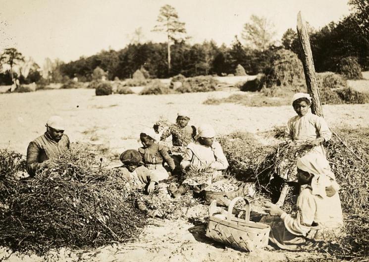 Digging and picking peanuts by hand