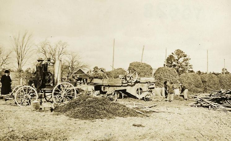 Digging and picking peanuts by machine