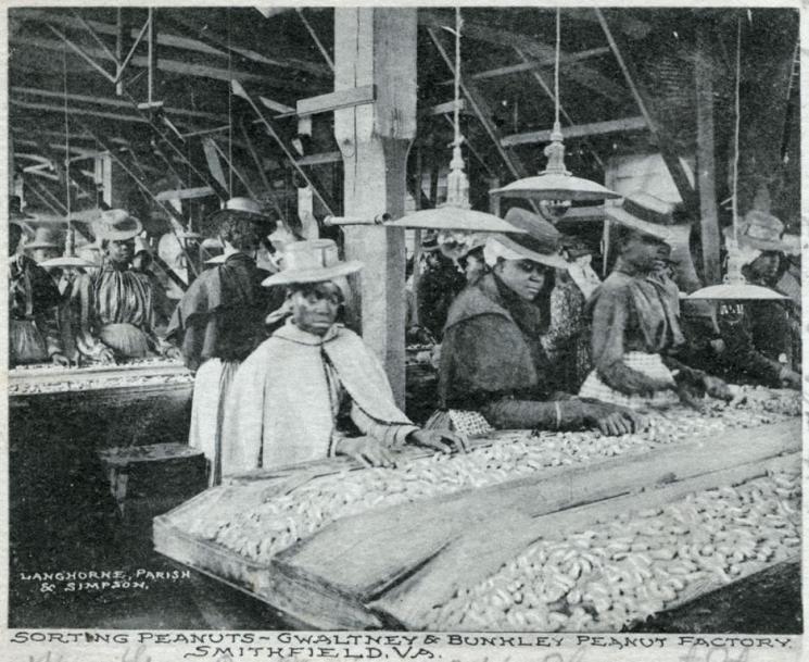 Sorting Peanuts, Smithfield, c. 1913 (VHS accession number: 2000.92.432). Postcard, Sorting Peanuts - Gwaltney & Bunkley Peanut Factory, Smithfield, Va. Black and white photograph on the front of the postcard shows African American women dressed in long dresses, hats, and capes. The women are sorting peanuts in an assembly line. Photographer is credited at the bottom left of photo as "Langhorne, Parish & Simpson". Message on postcard continues on to the front of the card and refers to the card as "not a very pretty card but the best I could do at the time." The sender took a trip to Smithfield. Postcard is postmarked from Richmond, Va, September 4, 1913 and has a green one cent George Washington stamp. 8.89 cm x 13.97 cm. Sorting Peanuts, Smithfield, c. 1913